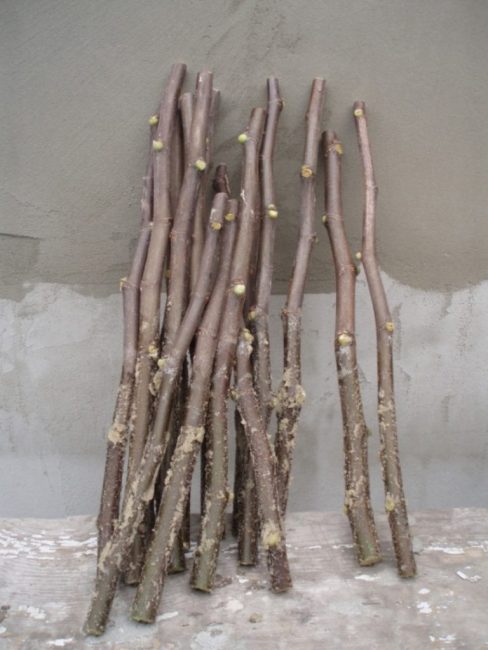 Comme boutures, on utilise des branches de pousses atteignant 20 cm de long, sur lesquelles se trouvent 4 à 5 bourgeons.