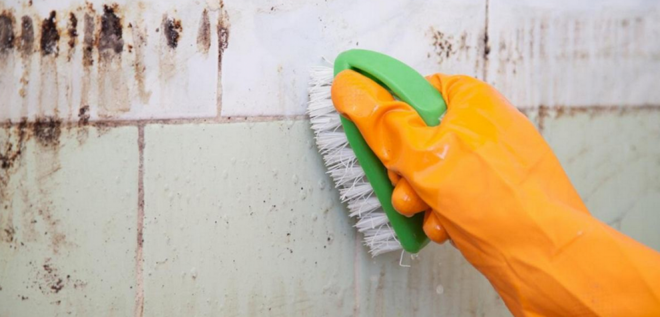 Enlever les champignons avec une brosse