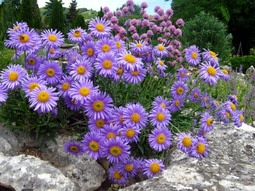 asters
