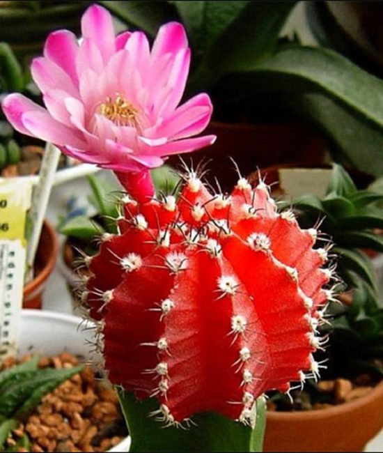 Gymnocalycium chlorophile greffé sur Céreus