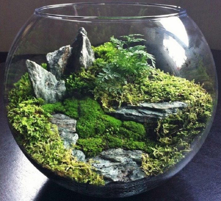 Mini-jardin domestique dans un aquarium pour poissons