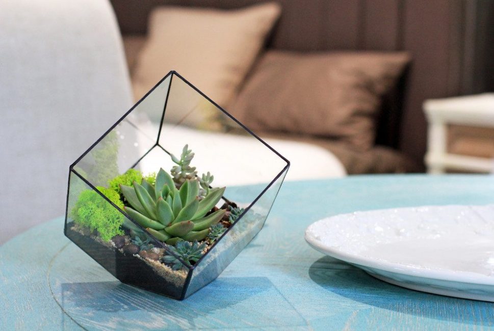 Une des variétés de florarium