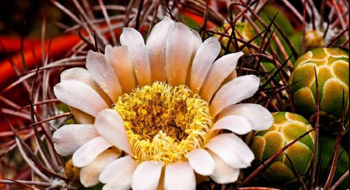 G. saglione - très belle mais floraison tardive