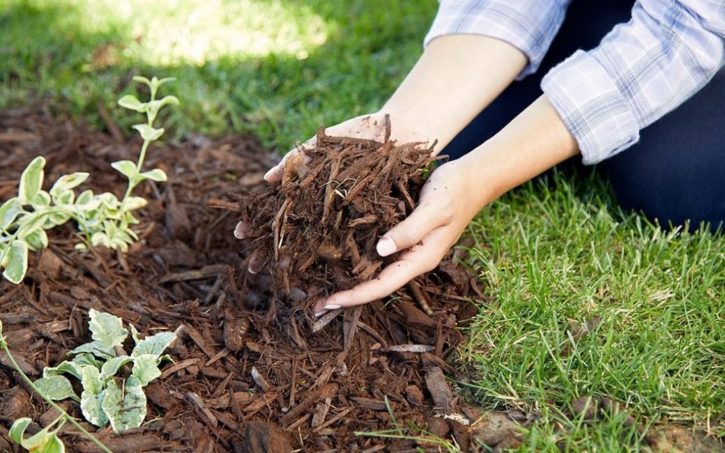La tourbe, la sciure de bois et une partie de l'humus sont utilisées comme paillis.