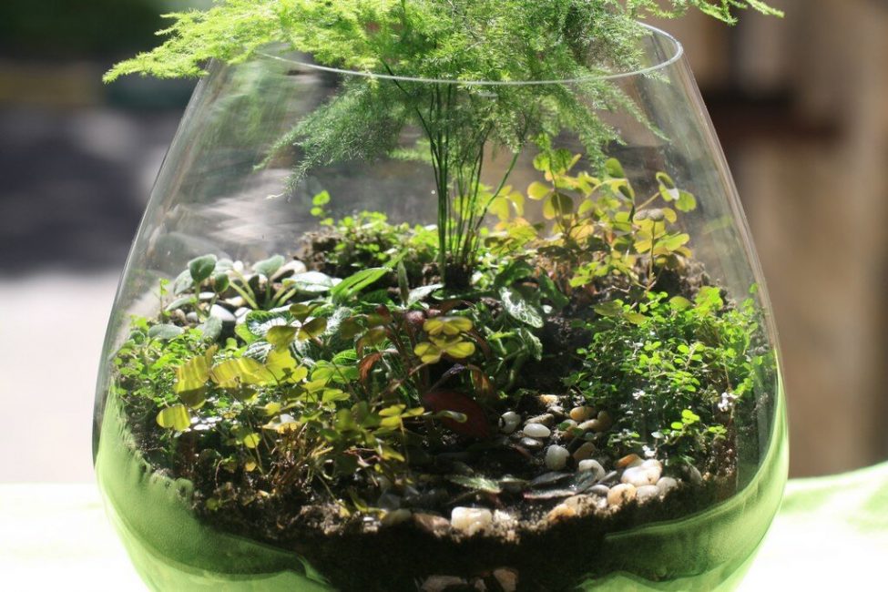 Terrarium forêt tropicale