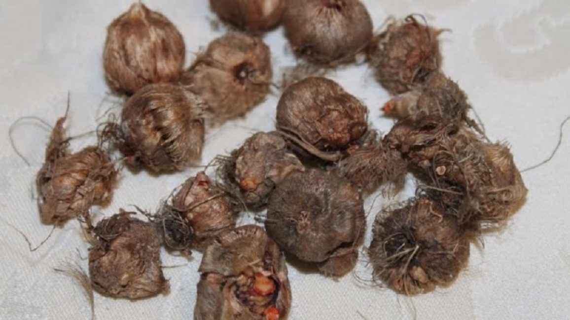 Avec la division mécanique, même un petit oignon peut être coupé en 4-5 parties