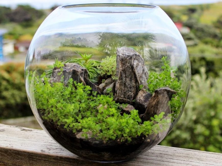 Serre domestique de la variété Mountain