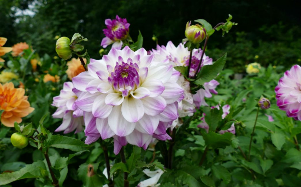 dahlias