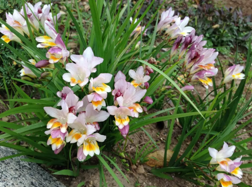 Fleurs dans un parterre de fleurs