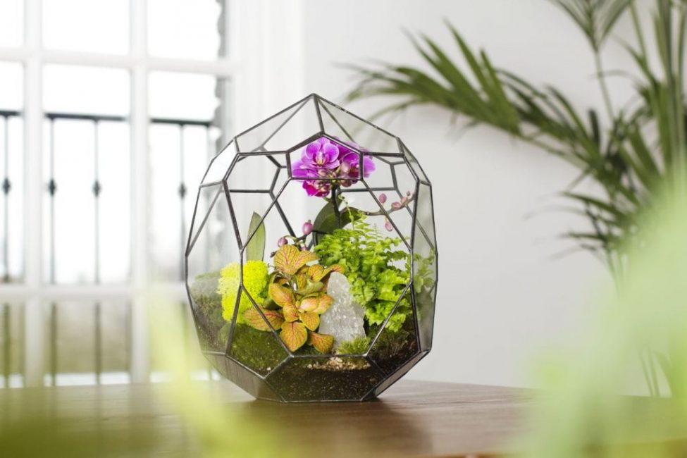 Florarium situé au centre de la salle