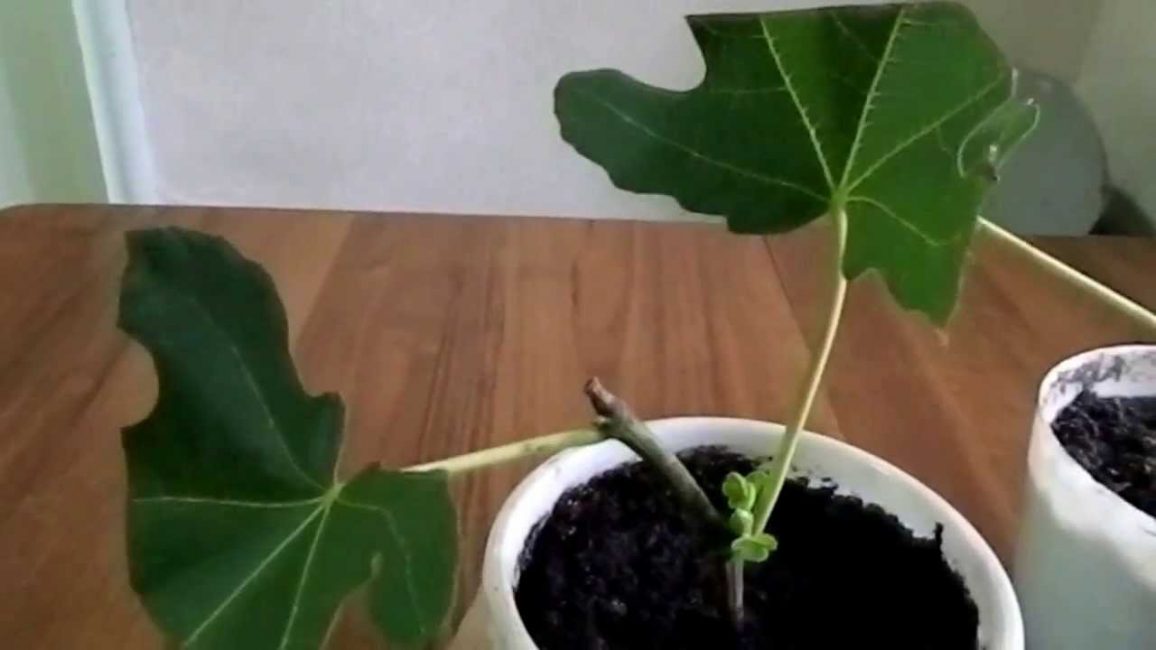 Boutures enracinées après la première greffe