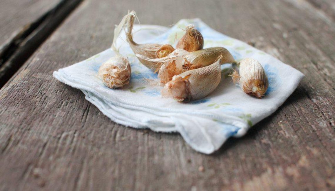 Préparation des bulbes