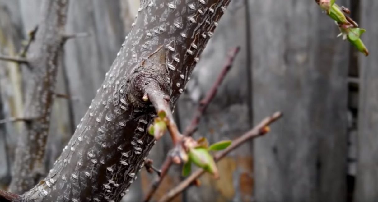 Greffage bien habitué à la coupe (bourgeonnement) sur un porte-greffe non variétal