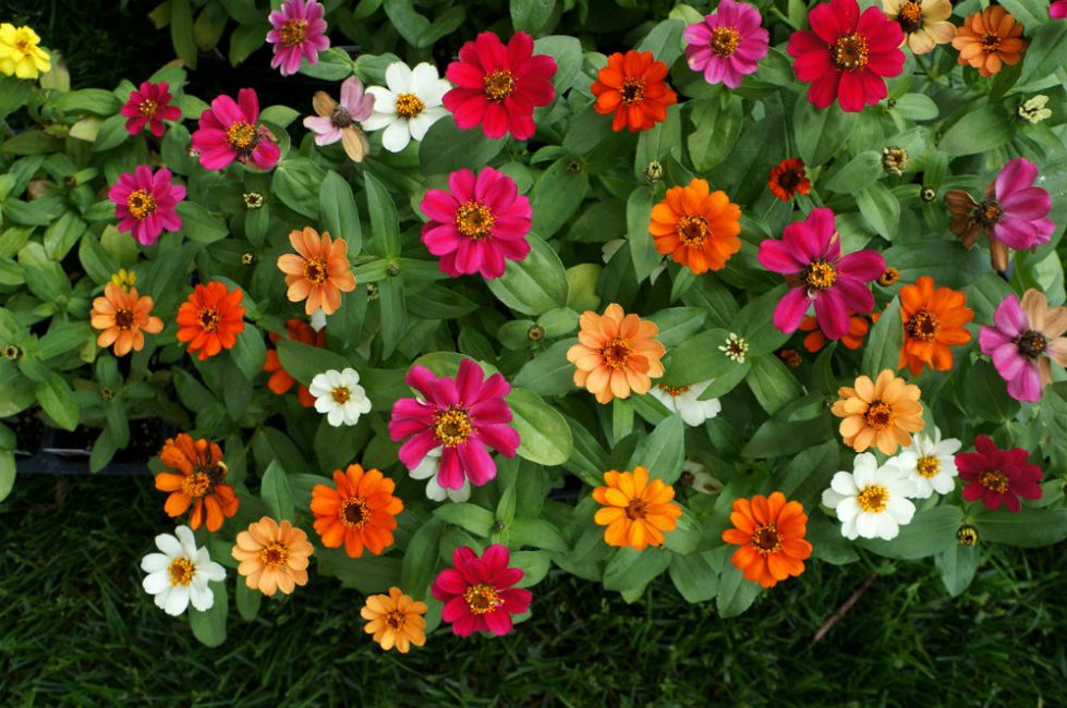 Majeurs (Zinnia gracieux)
