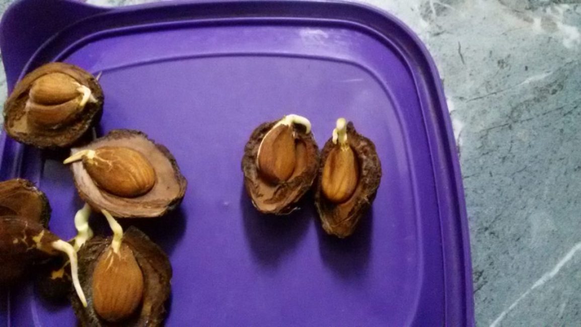 Semences stratifiées