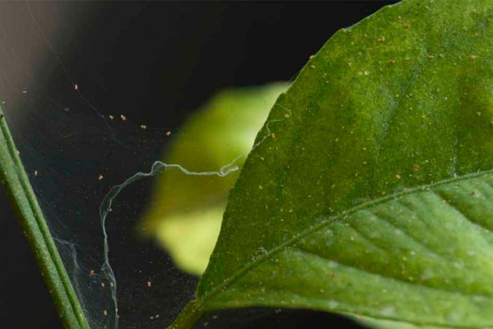 Tétranyque - le principal ravageur de la culture