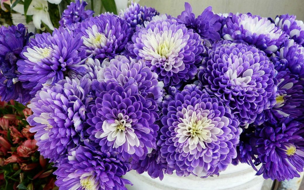 chrysanthèmes