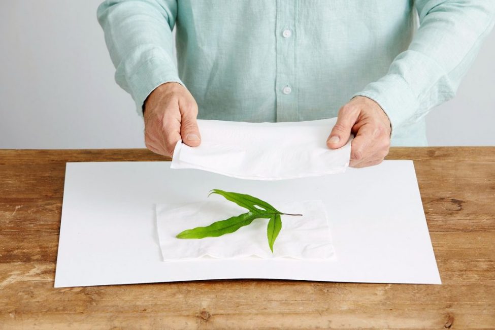 À la suite d'une exposition à un fer à repasser, la feuille sèche