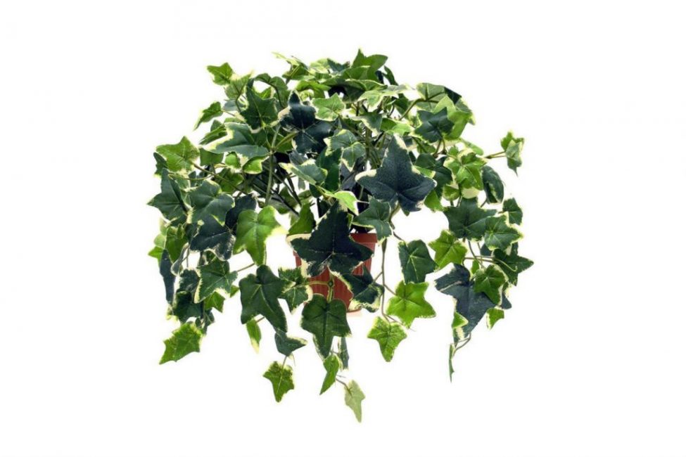 lierre à feuilles persistantes