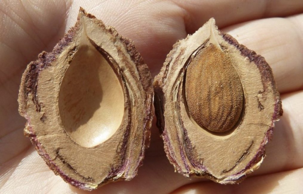 Extraction de graines à partir de graines