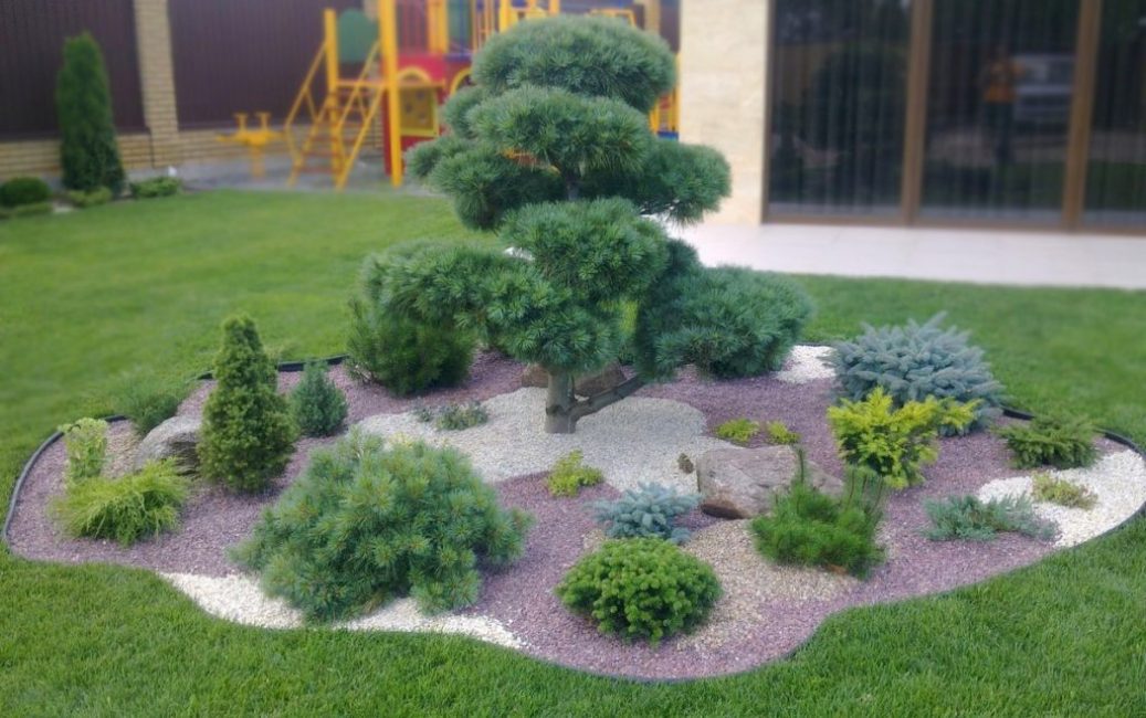 Jardin en pierre avec plantes résineuses