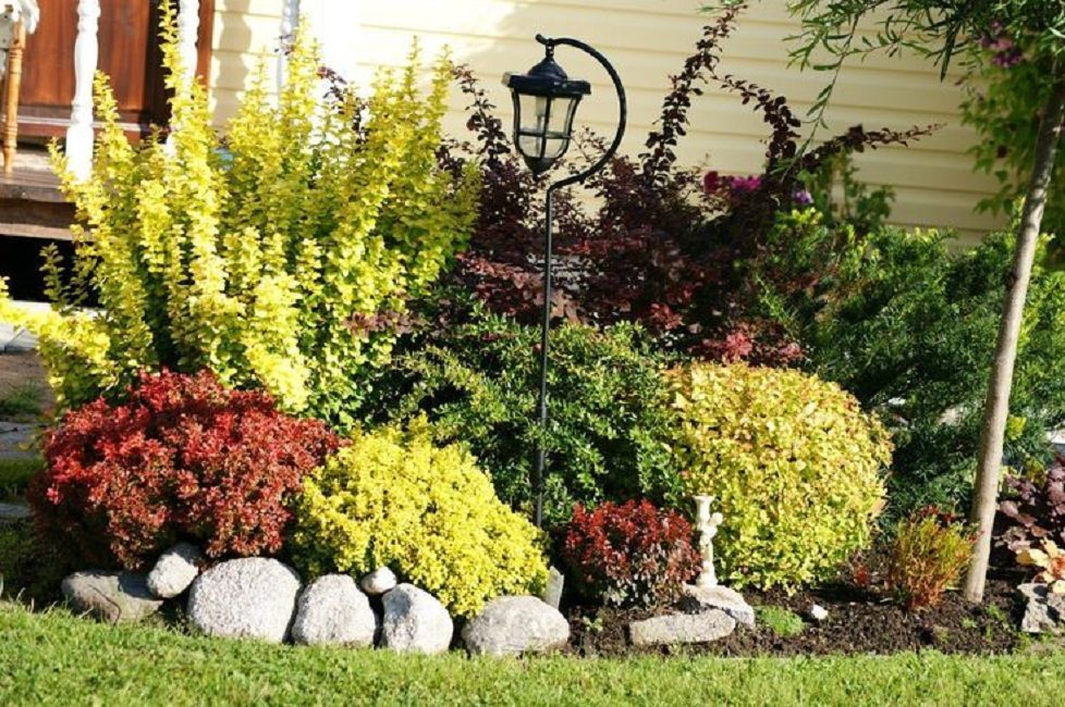 L'épine-vinette dans l'aménagement paysager