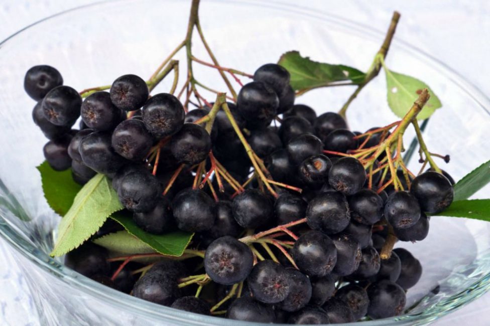 aronia