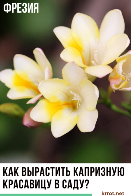 FREESIA