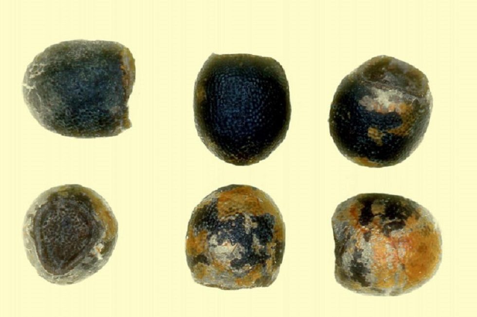 Photo de graines de cactus à un grossissement de 20x