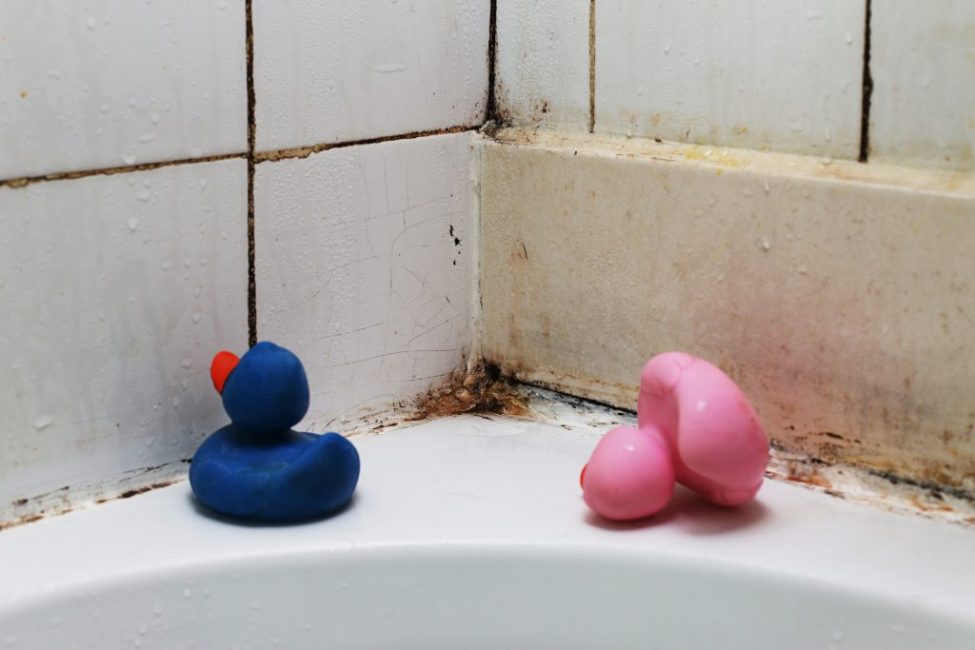 comment enlever les champignons et se débarrasser des moisissures