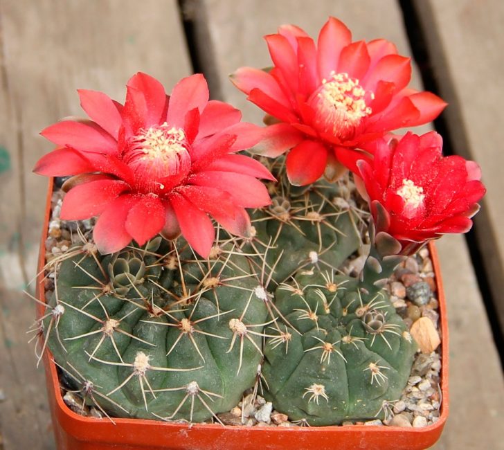 Gymnocalycium