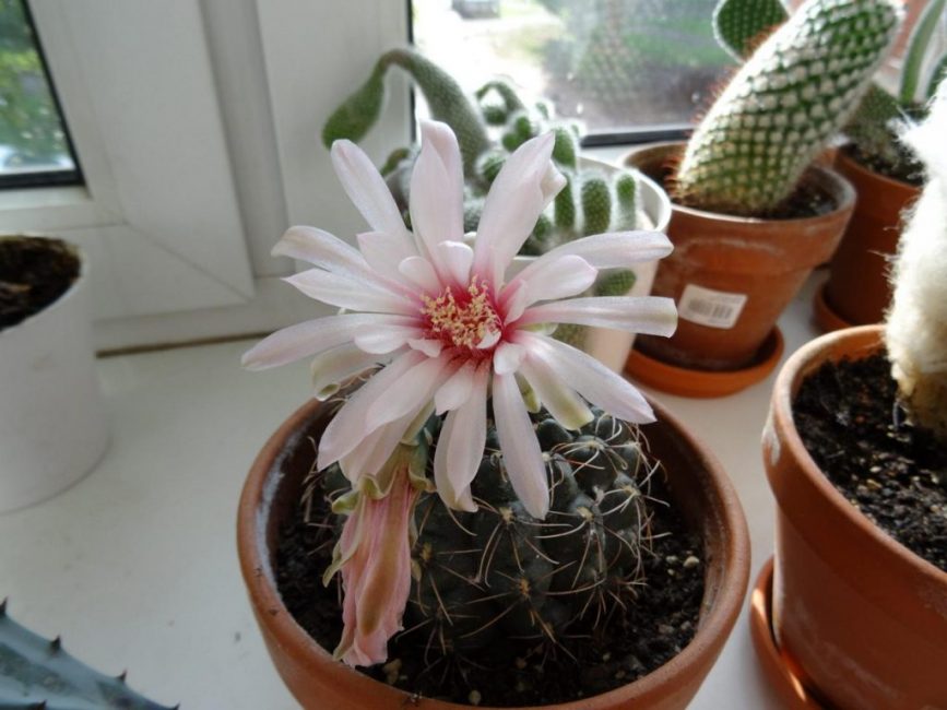 Gymnocalycium Baldi