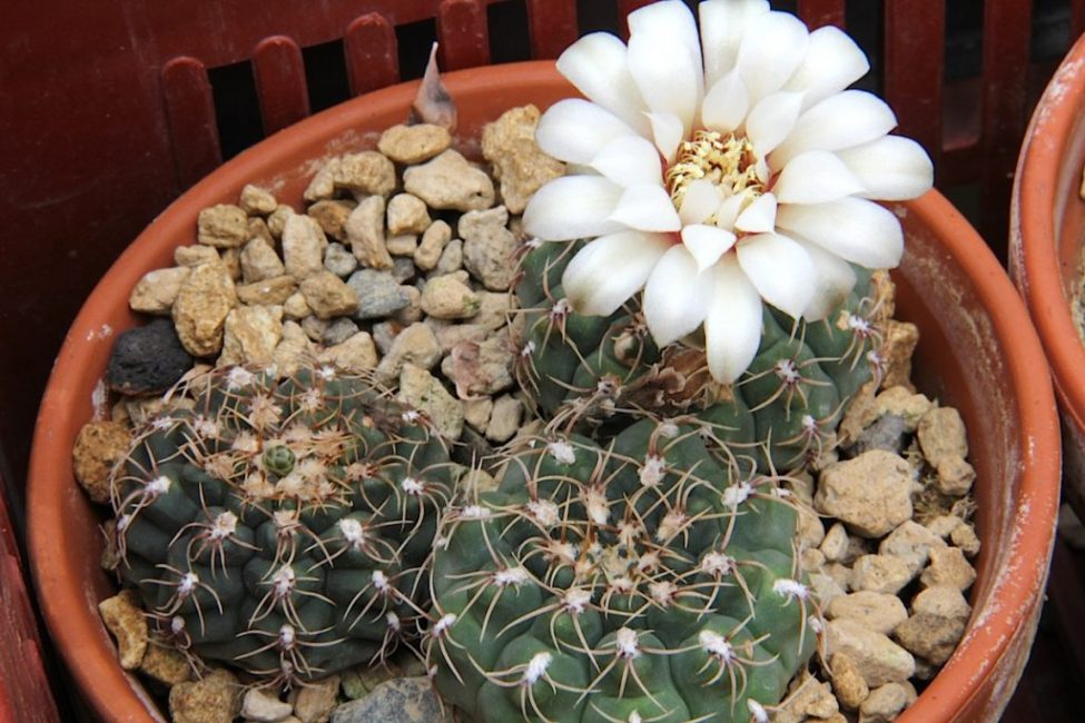 Gymnocalycium Quel