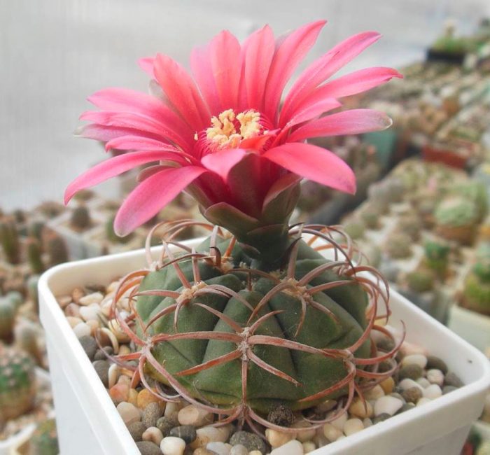 Gymnocalycium à la maison