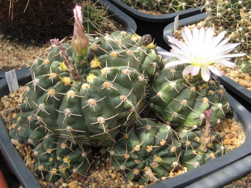 Gymnocalycium