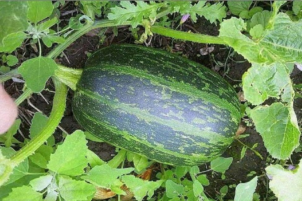 Buisson Gribovskaïa 189