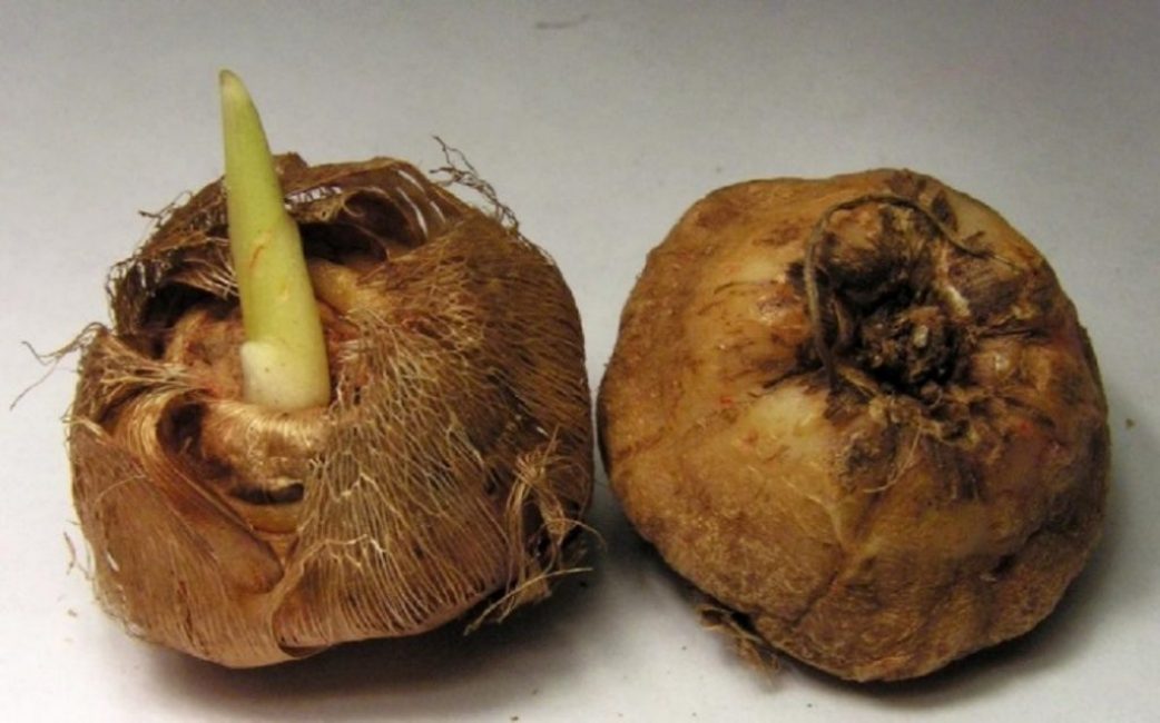 Vous ne pouvez pas stocker les ampoules dans des conditions ambiantes, vous devez leur fournir de la fraîcheur