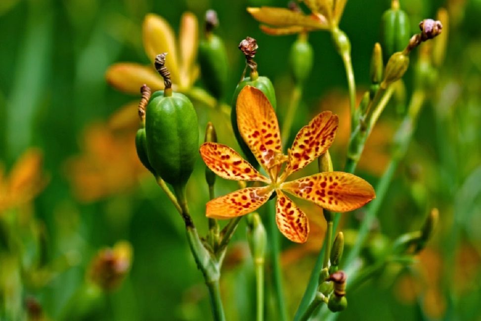 Ixia sinensis est en voie de disparition