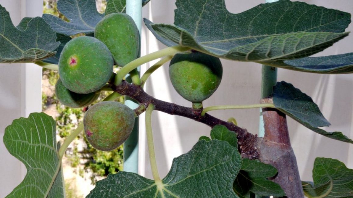 Les figues à la maison