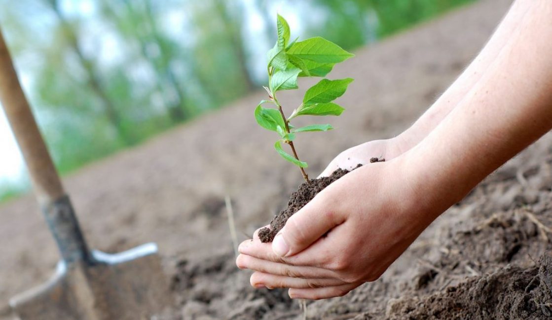 Comment faire pousser un abricot à partir d'une graine