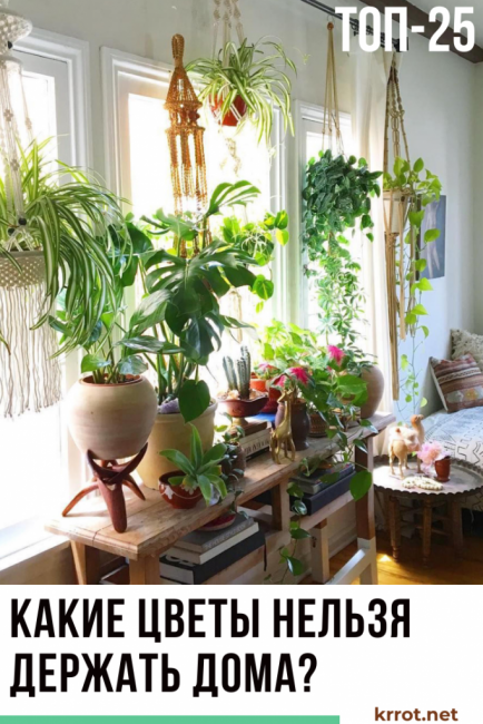 Quelles fleurs ne peuvent pas être gardées à la maison