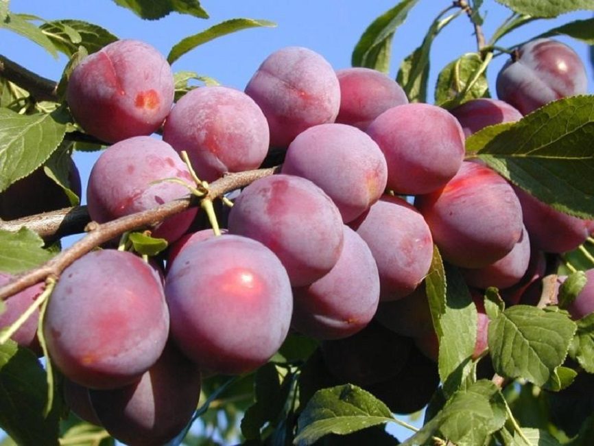 Comète du Kouban - l'une des variétés à gros fruits, le poids de ses fruits atteint 50 g