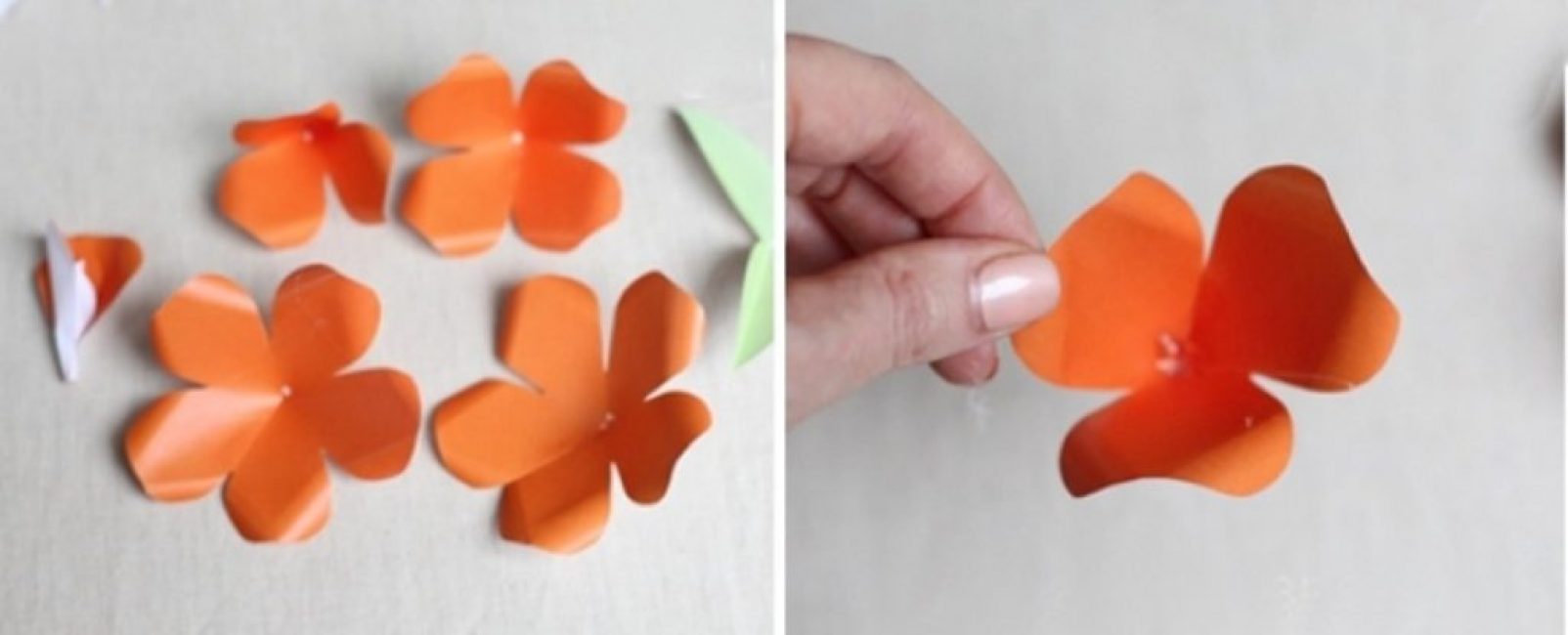 pétales en forme de cône