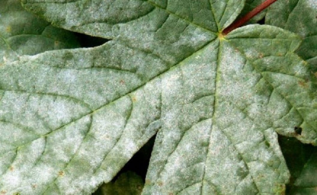 L'oïdium est facilement reconnaissable à l'enduit blanchâtre caractéristique des feuilles.