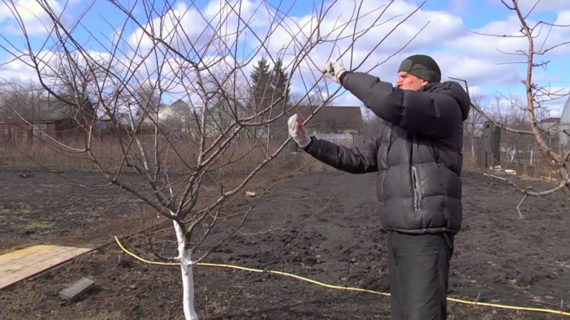 Taille du prunier cerisier