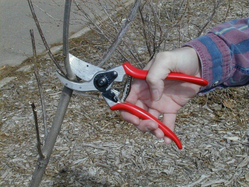 Tailler la viorne au printemps