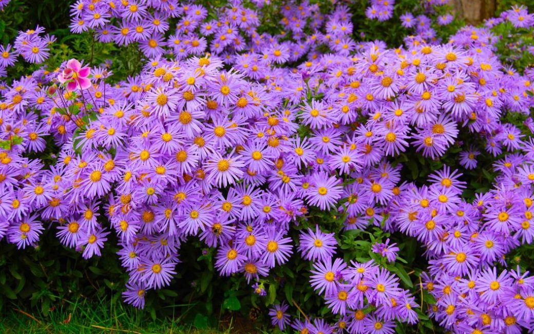 Fleurs d'automne dans le jardin
