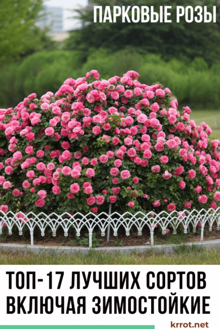 parc roses photo avec des noms