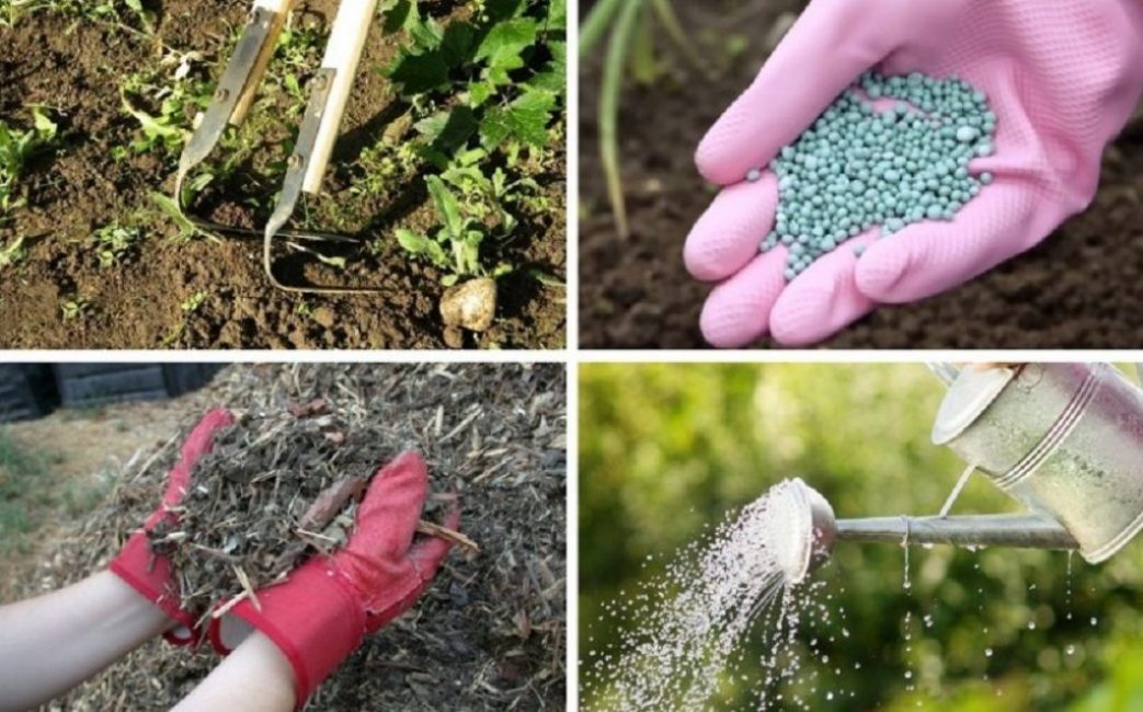 Top vinaigrette viorne