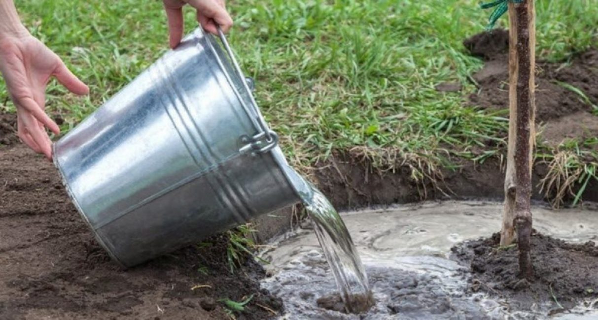 L'arrosage des jeunes et des vieux arbres est effectué dans une zone spécialement clôturée près du tronc